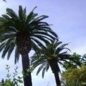 Meet your Posher, Saheeb